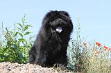 CHOW CHOW 117